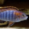 Fish Of The Month - Placidochromis Electra - last post by Stormfyre
