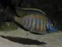 Fs Neolamprologus Signatus - last post by (Anthony)
