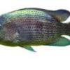 Fs Julidochromis Marlieri 'magara' - last post by KrisKros