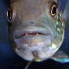 Wanted Murray Cod - last post by werdna