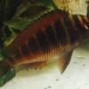 Clown Loaches Or Pleco? 4 Foot Tang Tank. - last post by Riggers