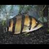 Cichlids Forsale - last post by spilo