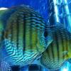 My First Breeding Pair Albino Discus - last post by living1978