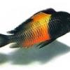 Perth Cichlid Society - Photo Competition 2017. - last post by tropheus
