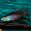 Buccochromis Rhoadesii - last post by Rastinger62