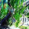 Pleco And Flagtail Proof Plants - last post by Voodoo