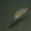 Paracyprichromis Nigripinnis - Blue Neon - last post by Mattia
