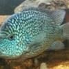 Who's From The Mandurah Area - last post by emmz-cichlids
