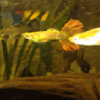 Build Your Own 8Ft Tank - last post by Ausfishes