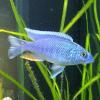 My First Malawi Cichlids Tank - last post by Tonster76