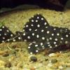 L Number Plecos - last post by Aiden